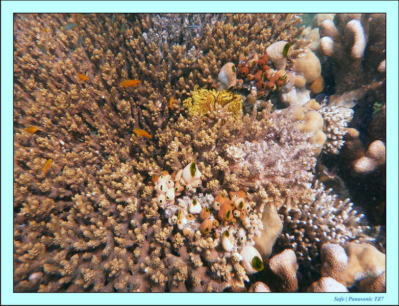 2009    07    Manatabuan 24